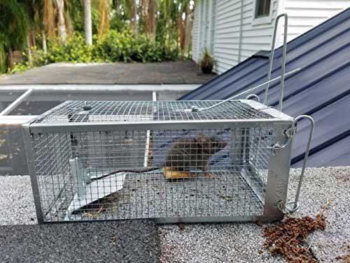 AB Traps Humane Rat Trap