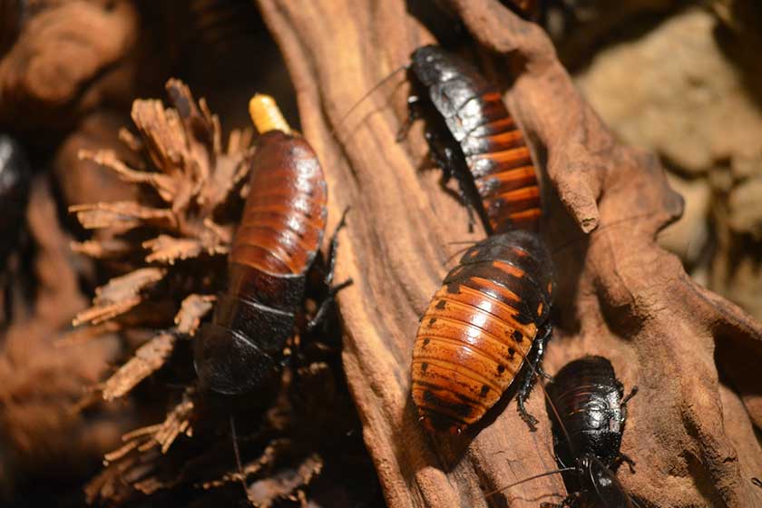 Group of Roaches