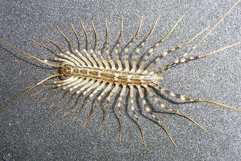 Photo of a House Centipede