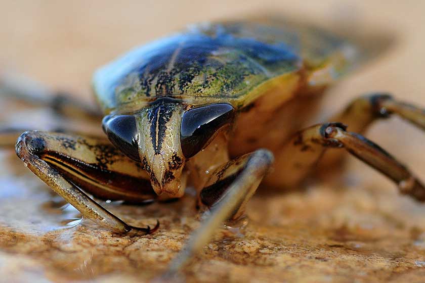 Picture of a cockroach