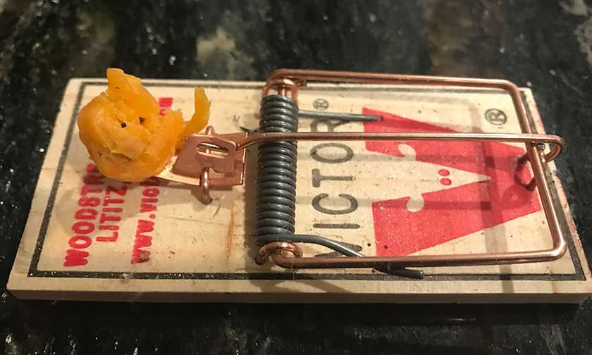 Rat Trap with Melted Cheese Bait