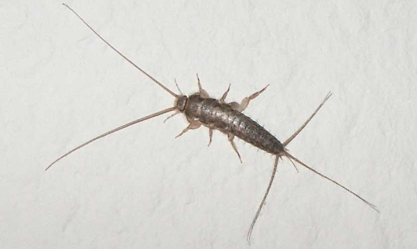 Silverfish on white background