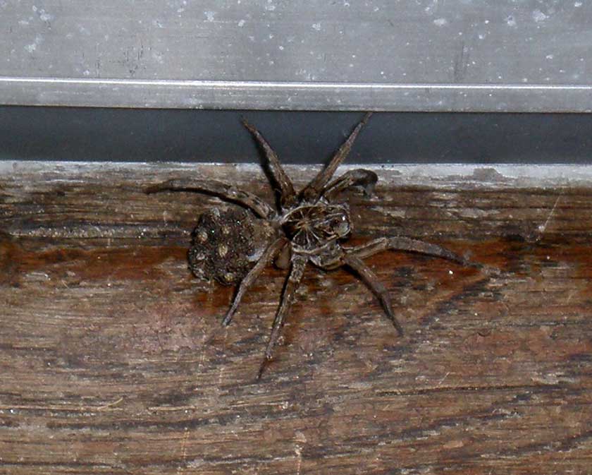 Wolf Spider Carrying Babies