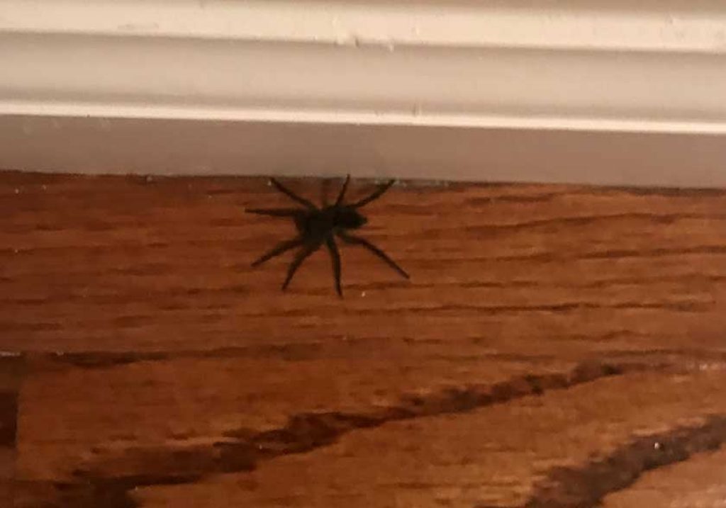 How to Get Rid of Wolf Spiders Tips from an Exterminator