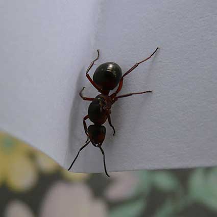 Best Ant Killers (Top of Page Image)