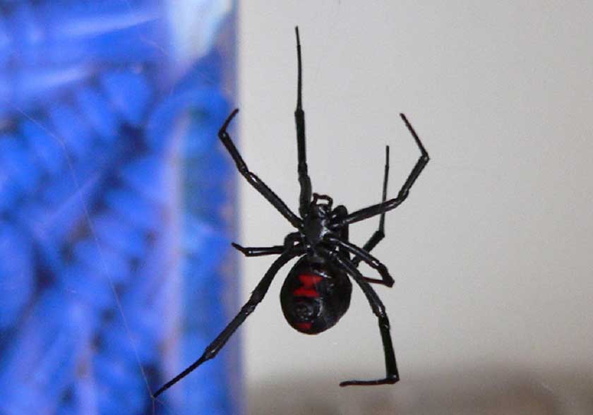 Black Widow Spider