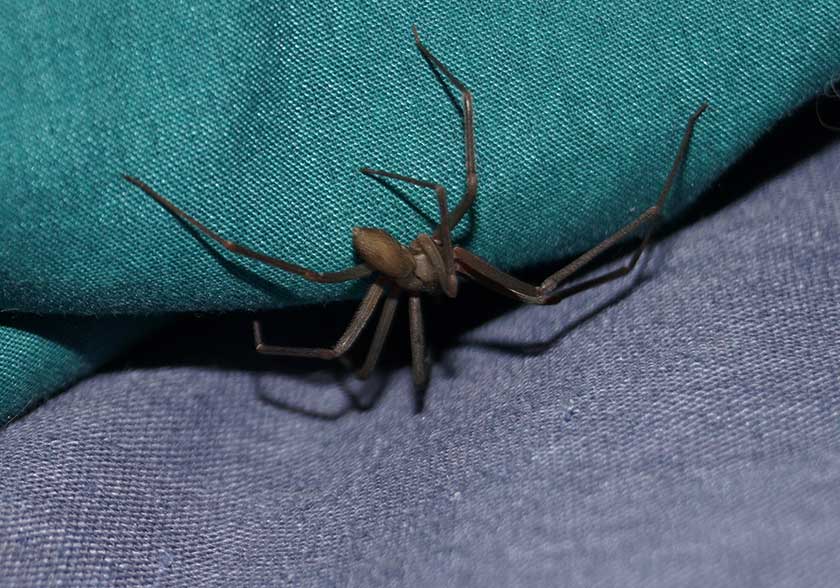 Brown Recluse Spider