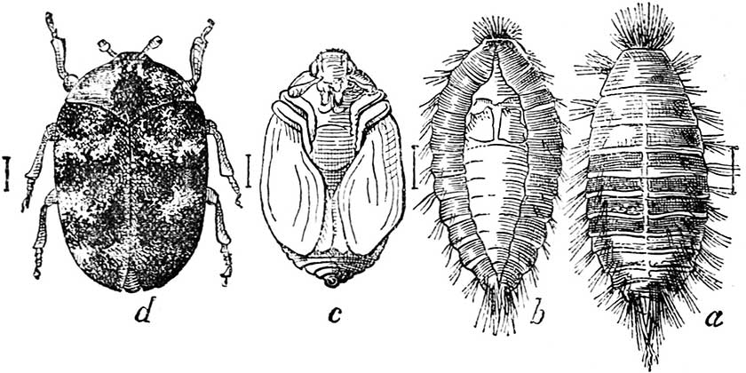 Carpet Beetle Life Cycle