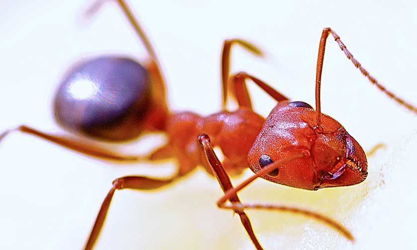 Fire ant close up