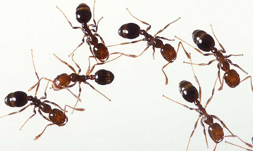 Group of six fire ants