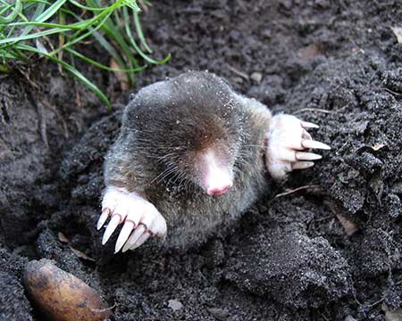 How to get rid of moles (top of page image)