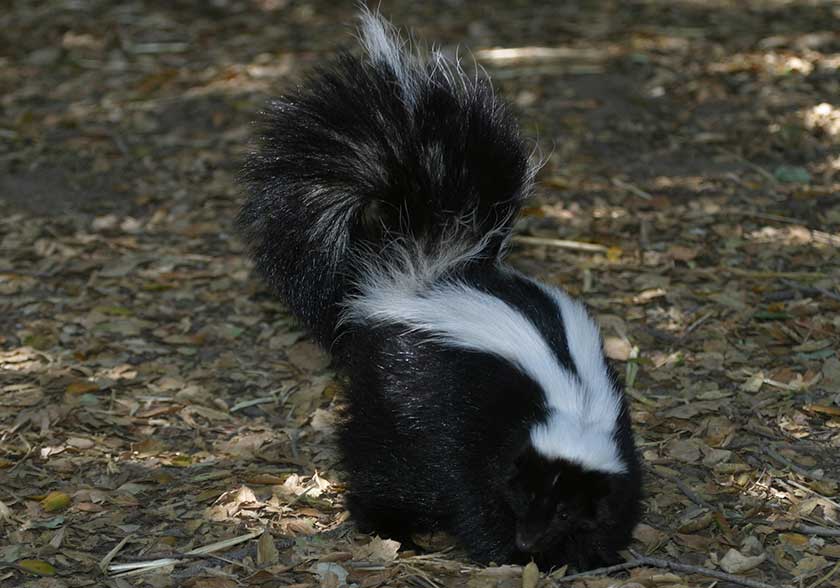 Picture of a Skunk