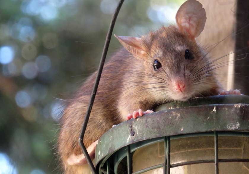 Roof Rat on Light