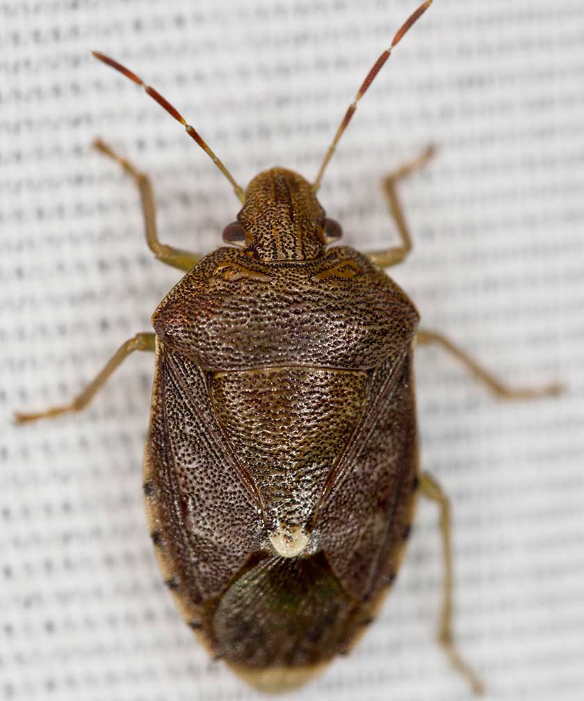 Stink Bug Close Up