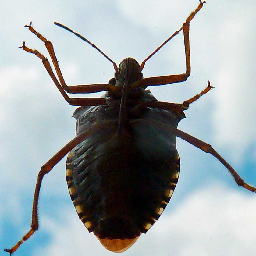 Stink Bug on Window