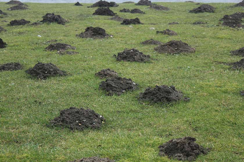 Tons of Mole Mounds in yard