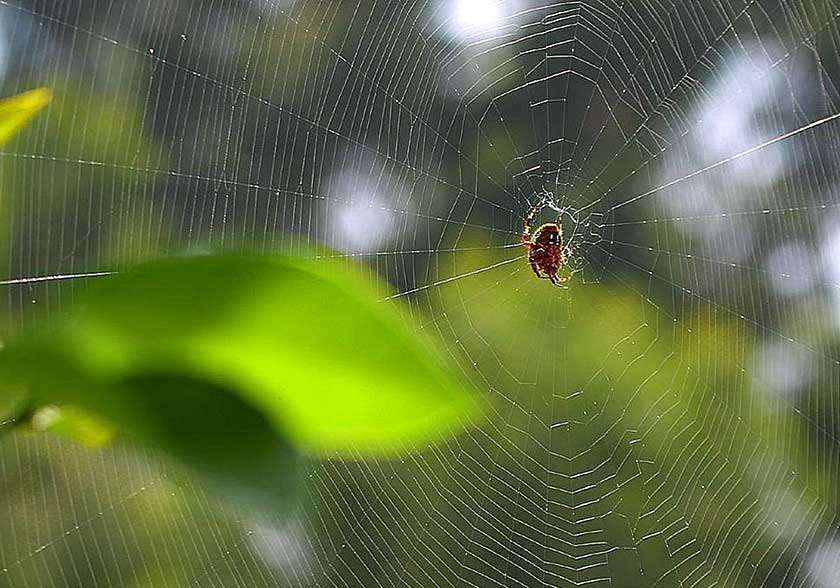 Ways to Get Rid of Spiders Outside of Home