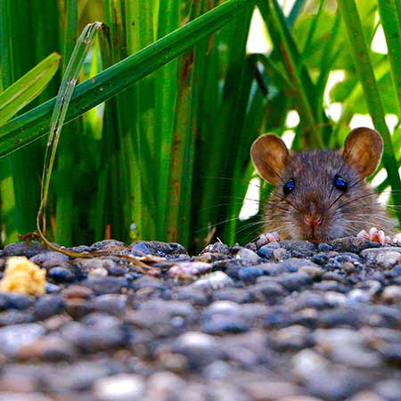 Rat looking at poison bait
