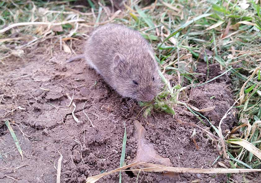 Vole in Yard