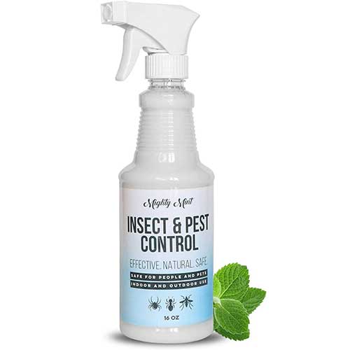 mighty mint peppermint oil spray for insects and silverfish