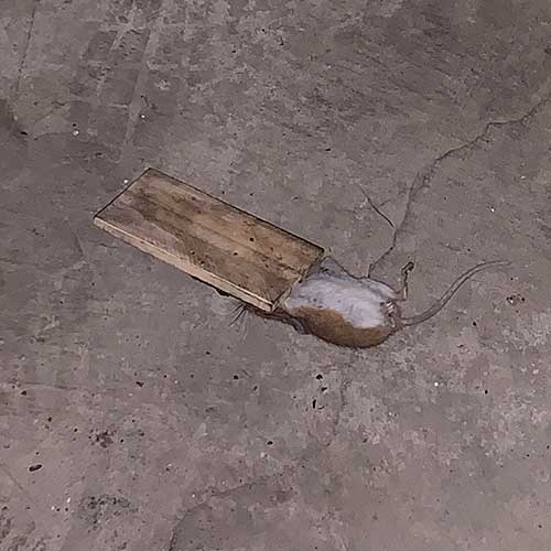 Mouse in Trap