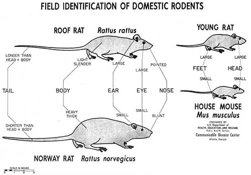 Rat vs Mouse Identification Chart