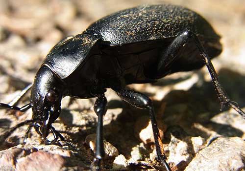 Ground beetles