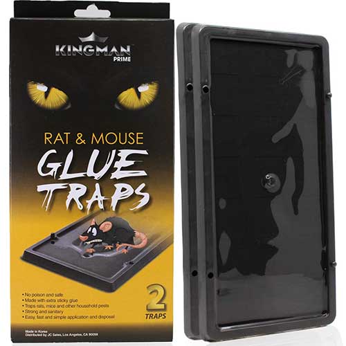 kingman prime rat glue trap