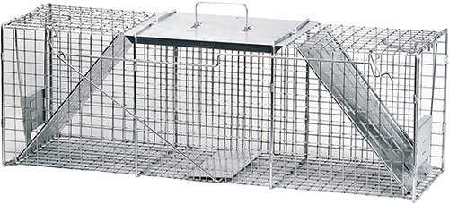 havahart live animal trap for skunks opossum and raccoons