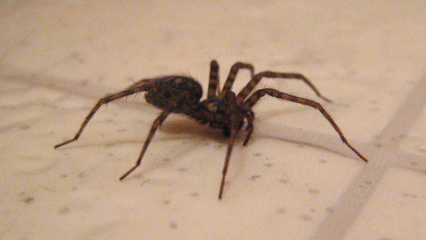 house spider on the floor