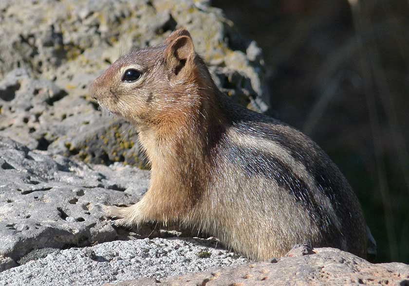 Picture of Chipmunk