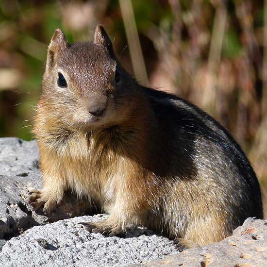 Chipmunk on rock