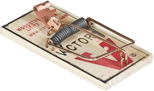 victor metal pedal mouse trap to get rid of mice