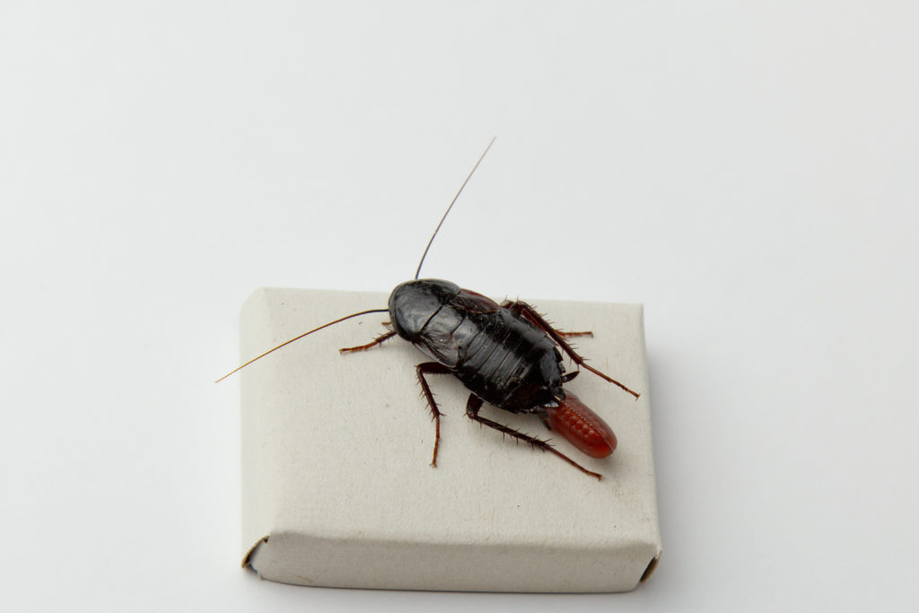 oriental cockroach