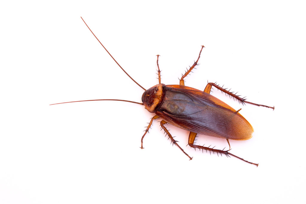 American cockroach