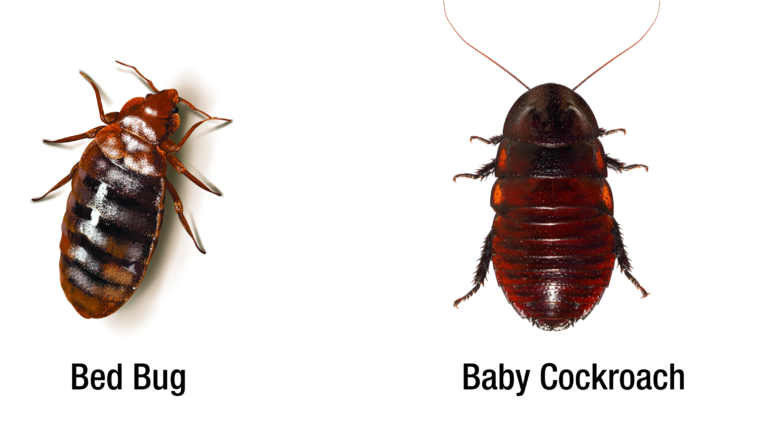 bed bug vs baby cockroach