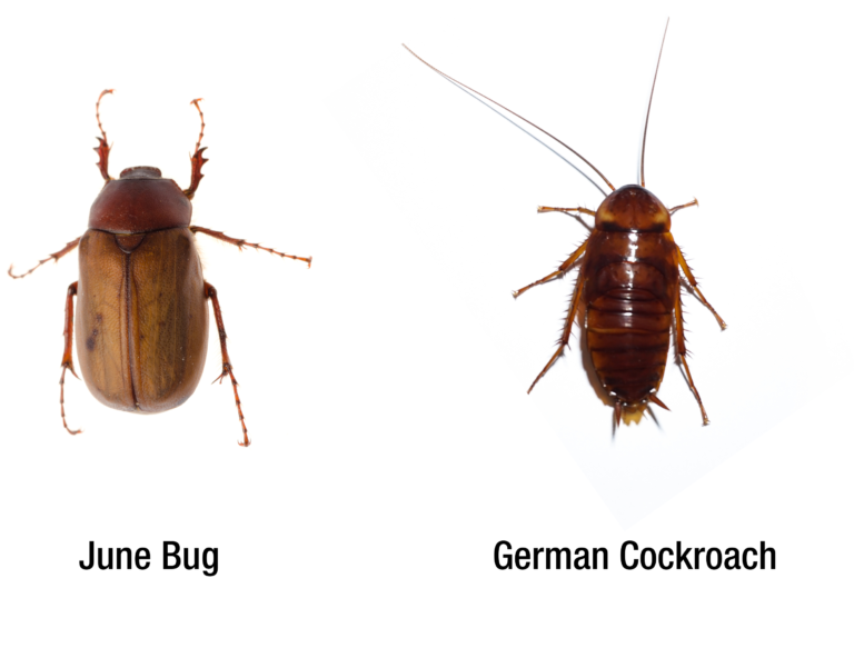 June Bug vs cockroach