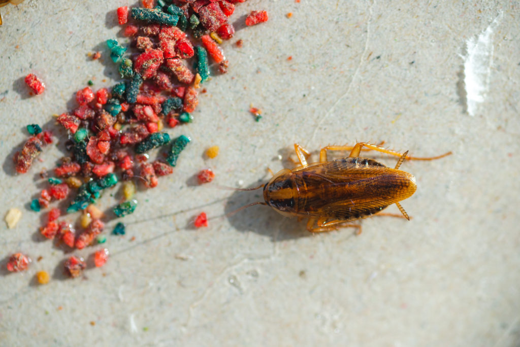 Cockroaches crawl into a trap with bait. Cockroaches fell into a sticky trap.
