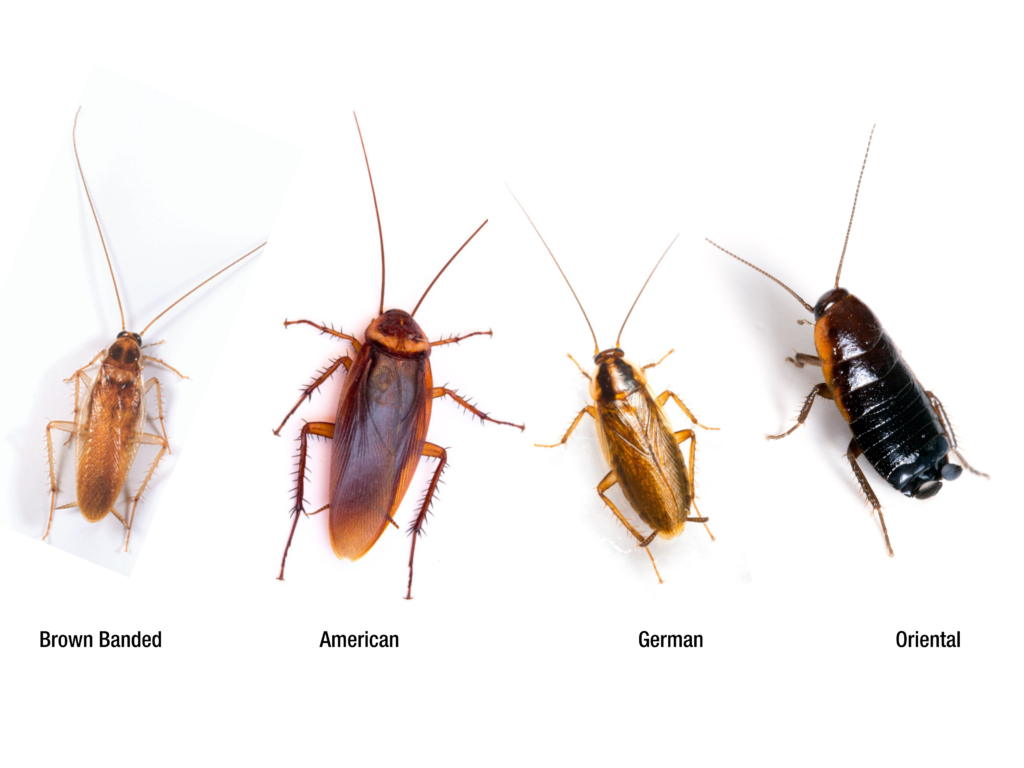 Common Household Cockroaches
