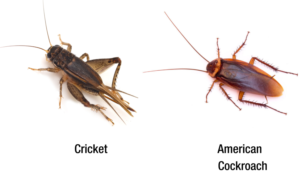 Cricket vs cockroach