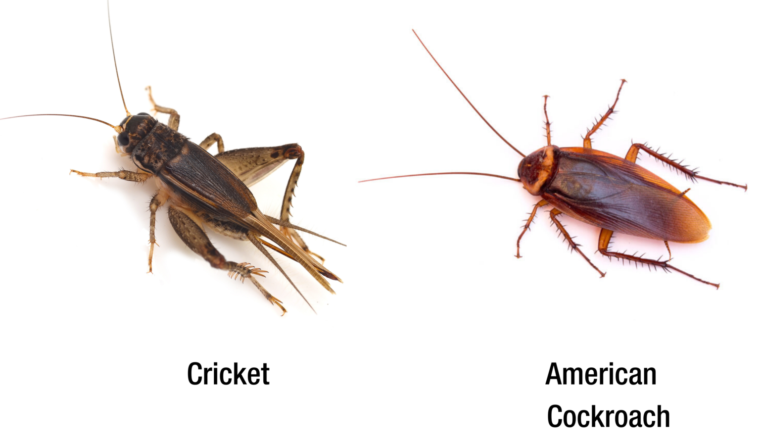 Bugs That Look Like Roaches A Guide For Identifying Roaches Pest