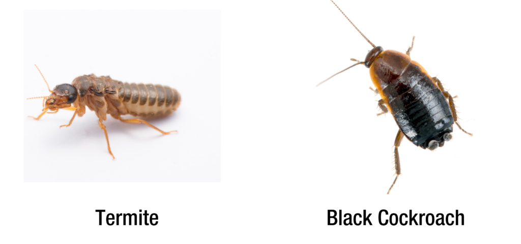 Termite vs cockroach