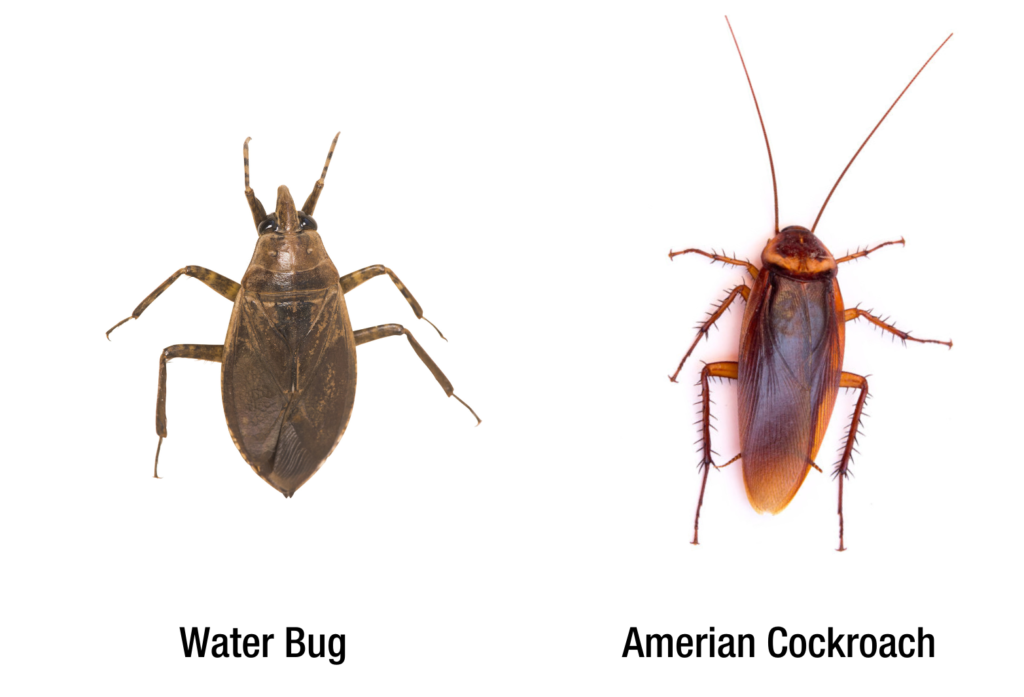 Waterbug vs cockroach