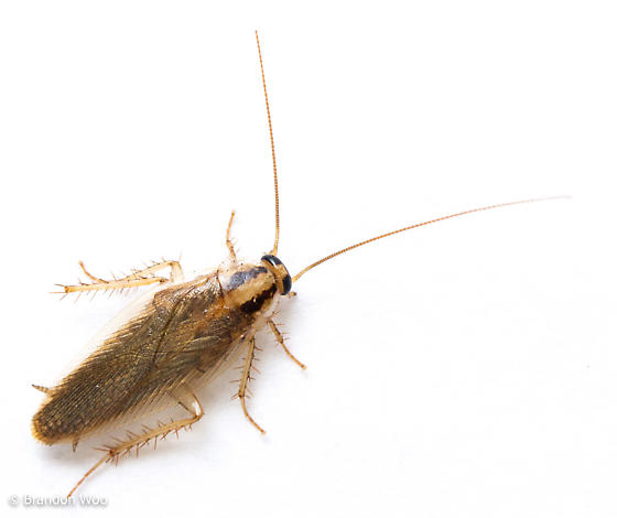 asian cockroach