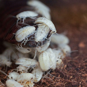 cockroach-babies