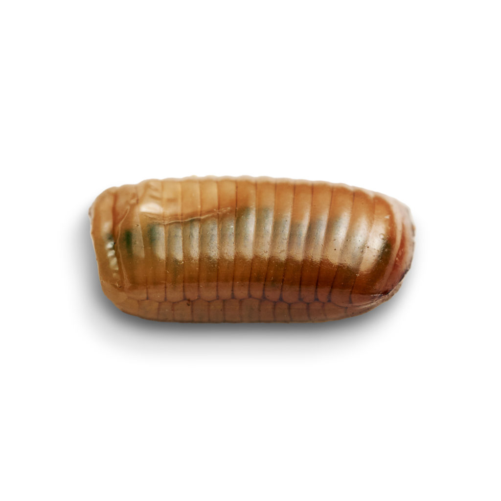cockroach egg