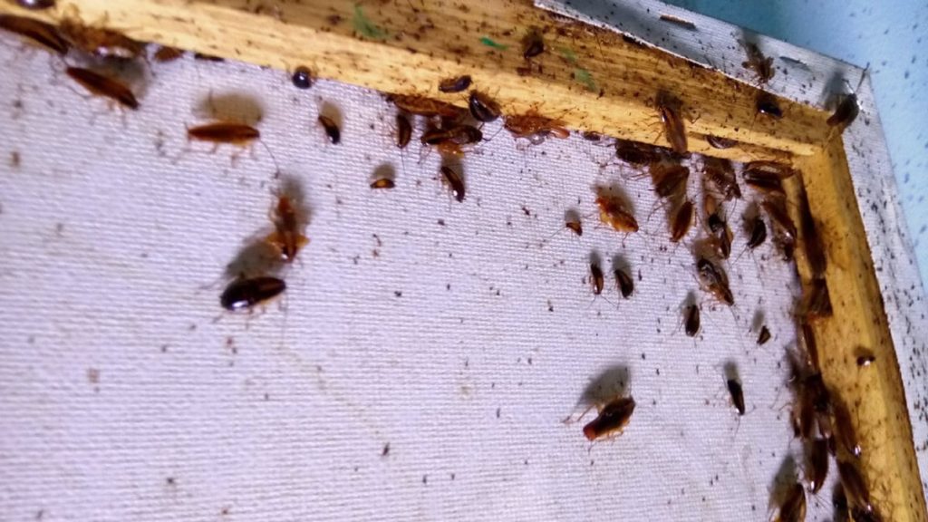 cockroach infestation