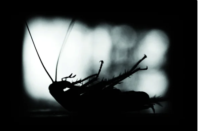 cockroach shillouette