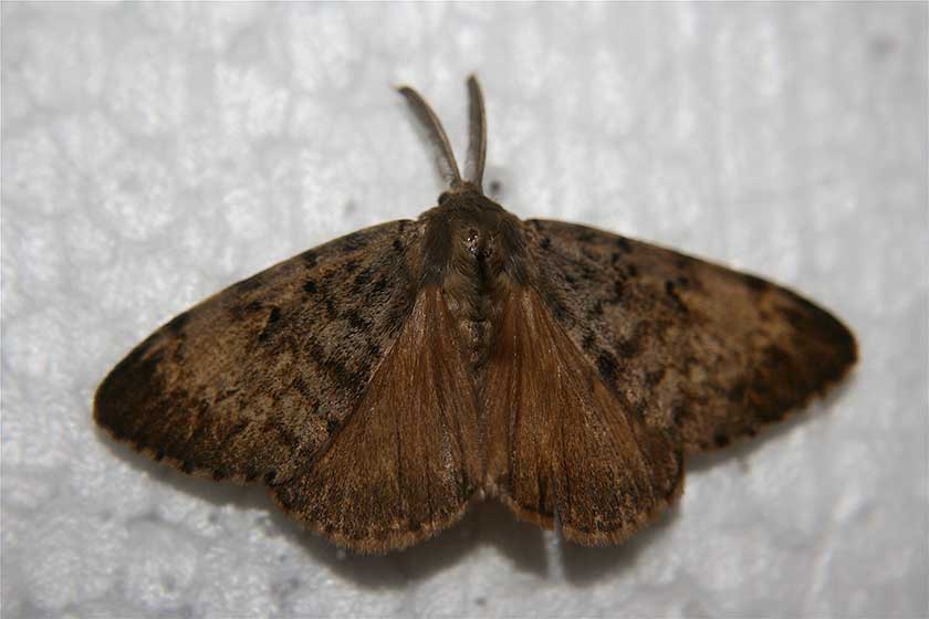 gypsy moth image