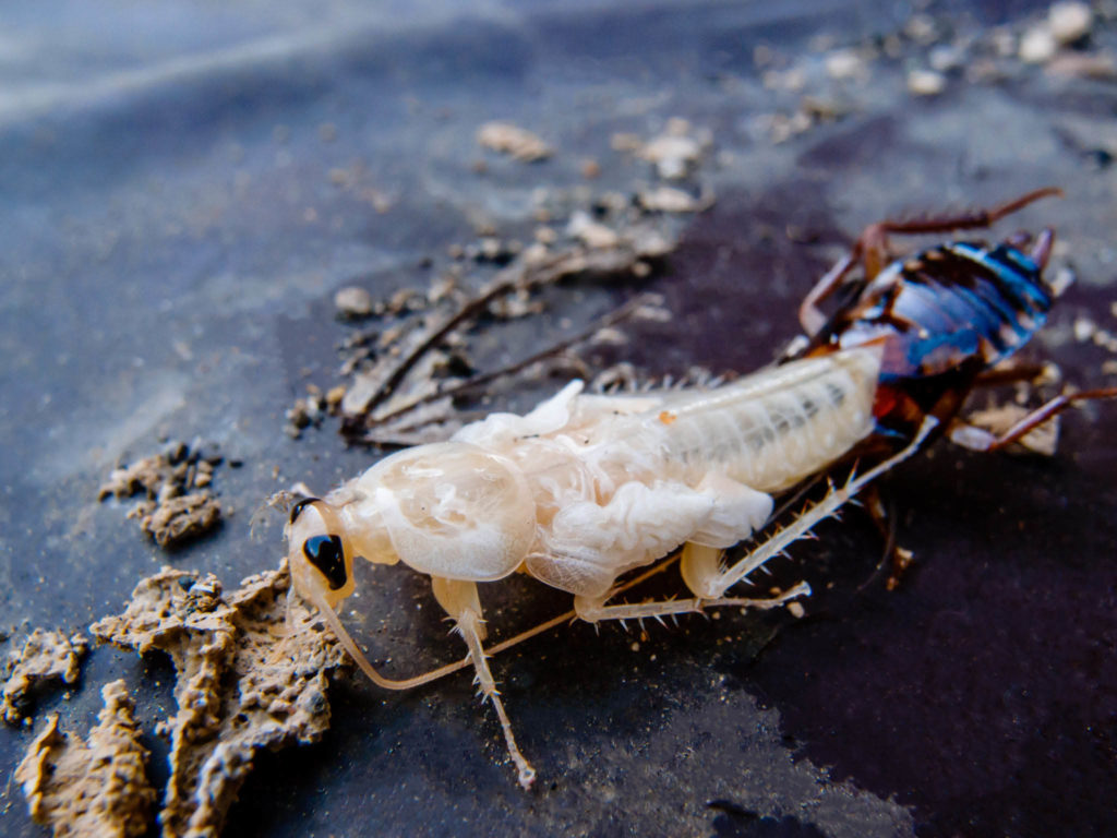 molting cockroach